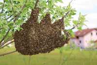 Bienenschwarm am Baum